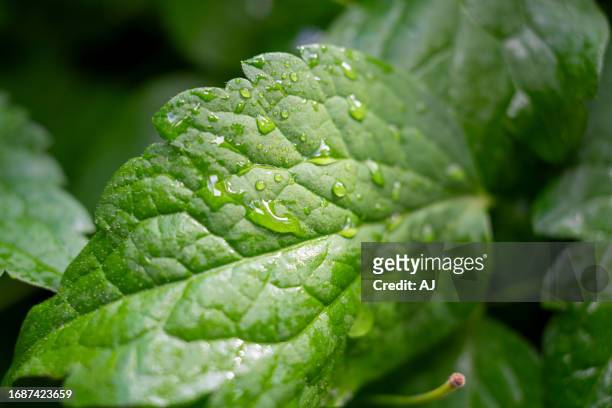 leaf after rain - venula foto e immagini stock