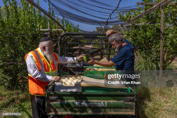 Rabbi Avrohom Teichman, left, checks a citron picked by Greg Kirkpatrick at Lindcove Ranch. Citron is a rare heirloom citrus fruit that is central to...