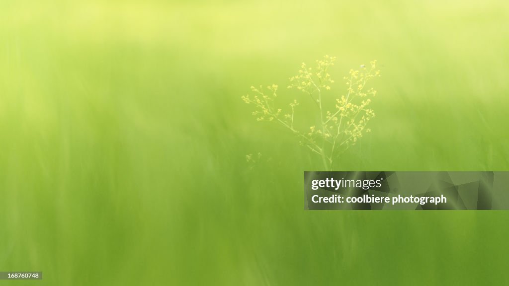 A flower with very soft green meadow background