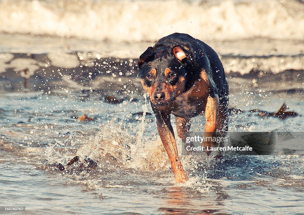 Dog running