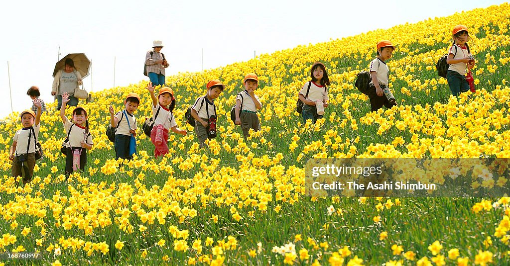 Narcissus In full Bloom In Shiga