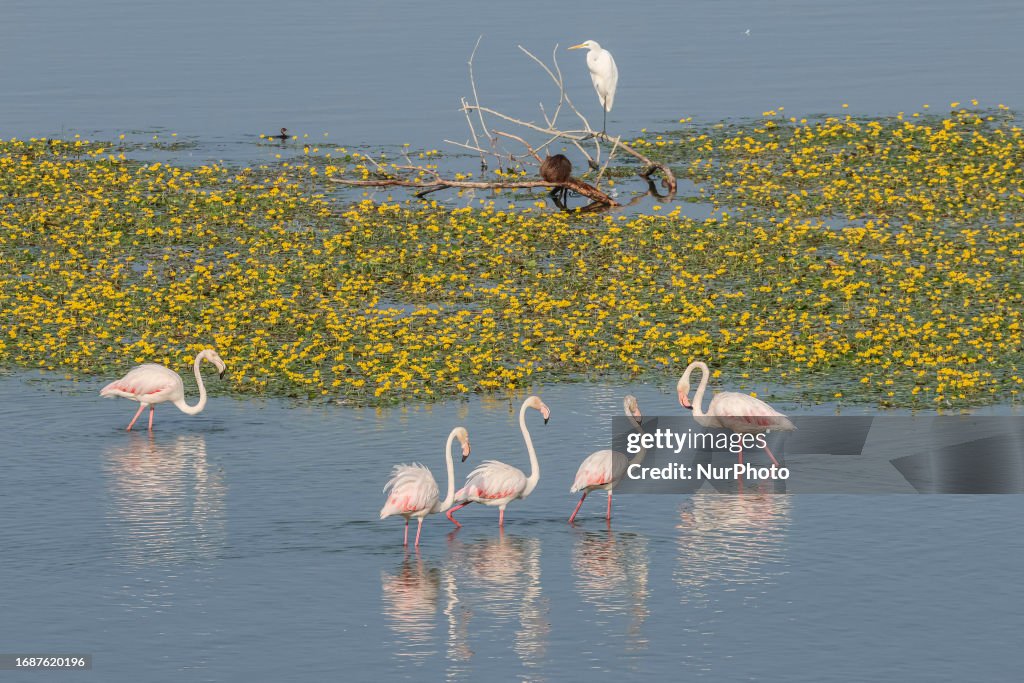 Wildlife In Lake Kerkini