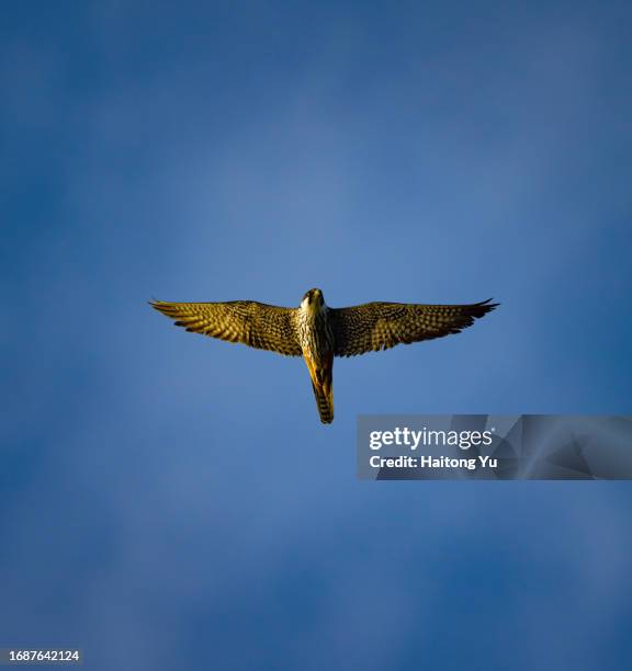 eurasian hobby (falco subbuteo) in flight - falco subbuteo stock pictures, royalty-free photos & images
