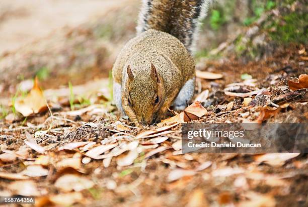 squirrel searching for something - squirrel with acorns stock pictures, royalty-free photos & images