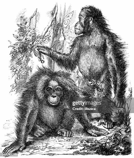 Indo Pithecus 65 Orangutan Black And White High Res Illustrations - Getty Images