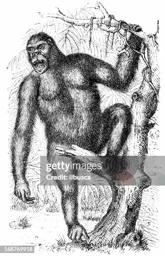 Gorilla (Troglodytes gorilla) Gorilla (Troglodytes gorilla)