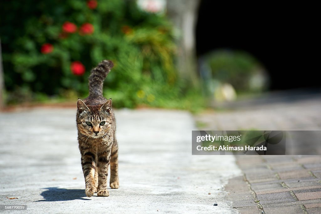 Kitten exploring the street.