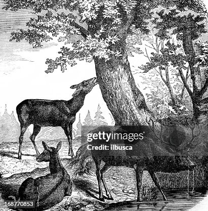 Red Deer (Cervus Elaphus) Red Deer (Cervus Elaphus)