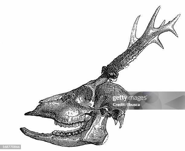 european roe deer (capreolus capreolus) skull - deer skull stock illustrations