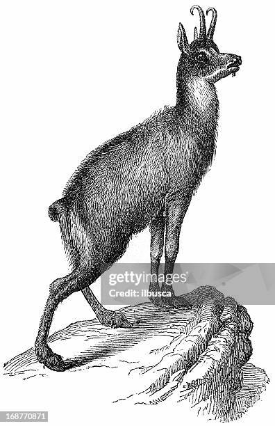 chamois (rupicapra rupicapra) - chamois stock illustrations