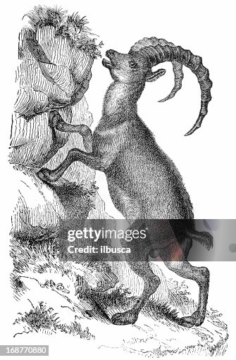 Alpine Ibex (Capra Ibex) Alpine Ibex (Capra Ibex)