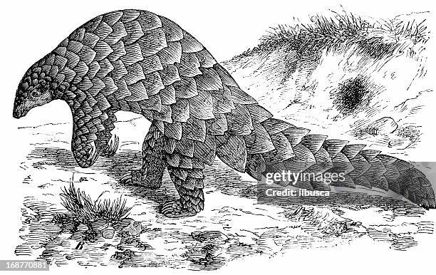 giant pangolin (manis gigantea) - anteater 幅插畫檔、美工圖案、卡通及圖標