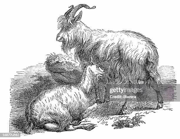 illustrations, cliparts, dessins animés et icônes de chèvre domestique (capra aegagrus hircus - chevre animal