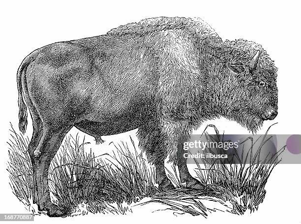 stockillustraties, clipart, cartoons en iconen met bison (bison bison) - european bison