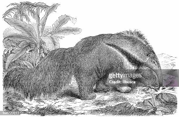 großer ameisenbär (myrmecophaga tridactyla - giant anteater stock-grafiken, -clipart, -cartoons und -symbole