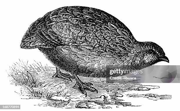common quail (coturnix coturnix) - quail bird stock illustrations