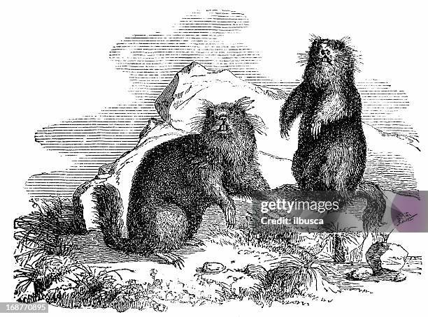 alpine marmot (marmota marmota) - squirrel isolated stock illustrations
