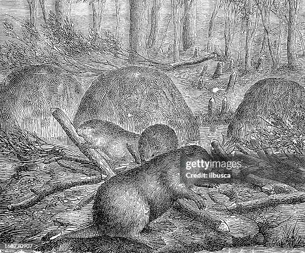 eurasian beaver (castor fiber) - beaver isolated stock illustrations