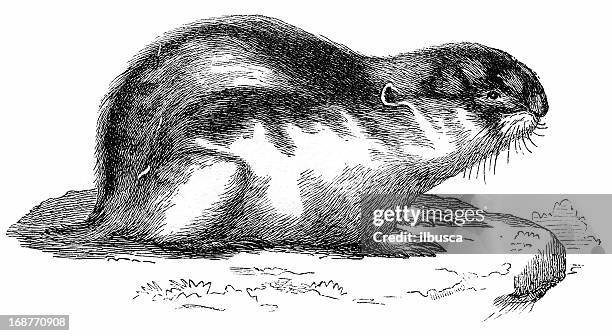 lemming (lemmus lemmus) - lemmings stock illustrations