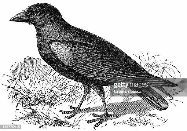 ilustraciones, imágenes clip art, dibujos animados e iconos de stock de común raven (corvus corax - raven
