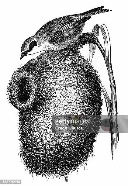 european penduline tit (remiz pendulinus) nest - eurasian penduline tit stock illustrations