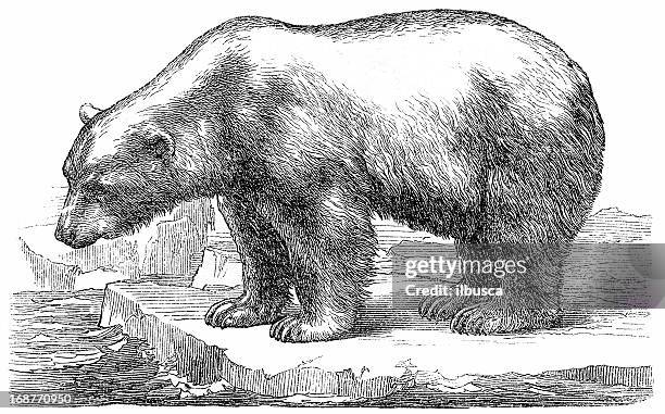 polar bear (ursus maritimus) - polar bear ice stock illustrations