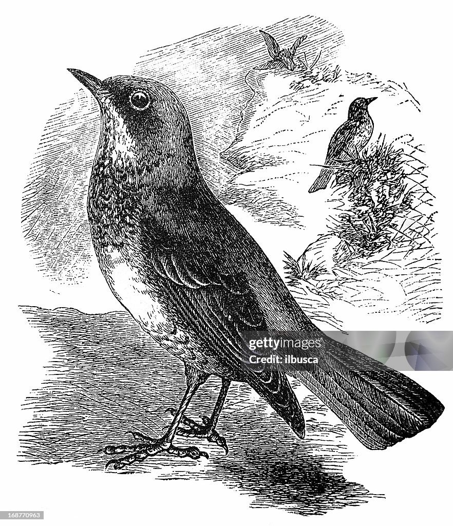 Fieldfare (Turdus Pilaris)