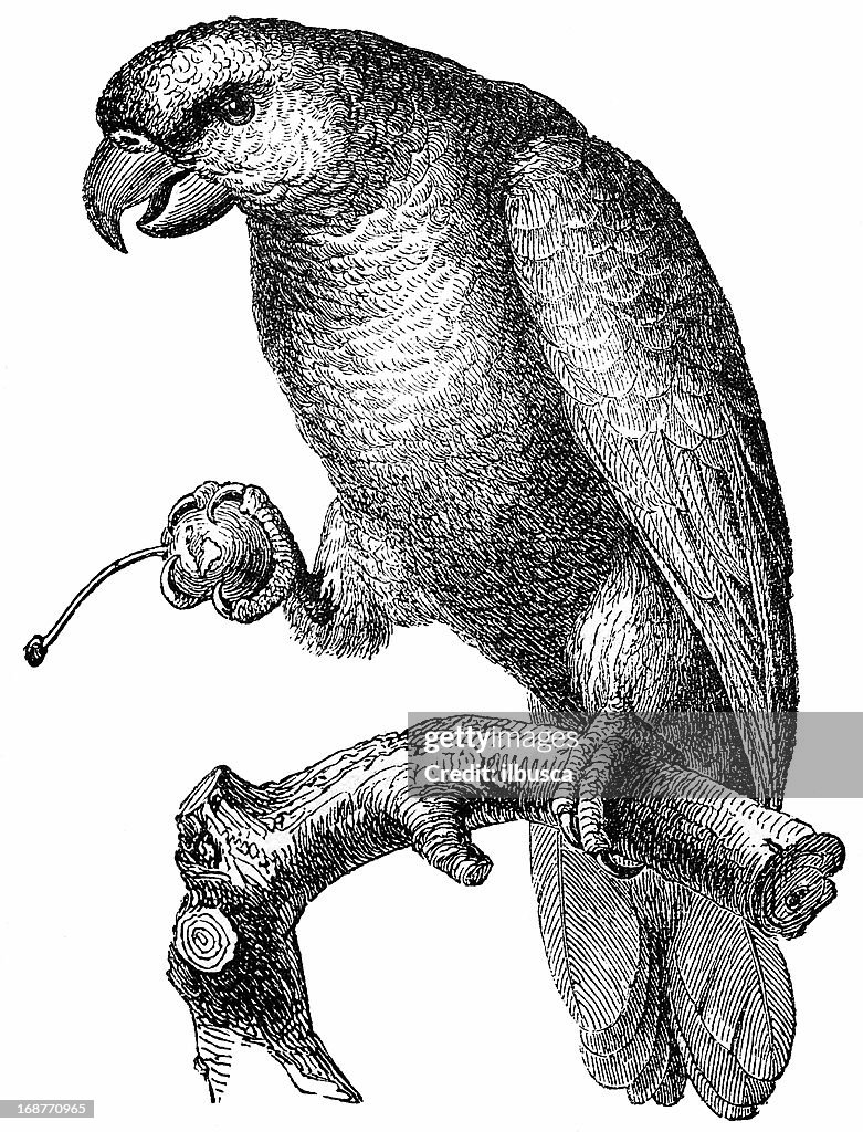 African Grey Parrot (Psittacus Erithacus)