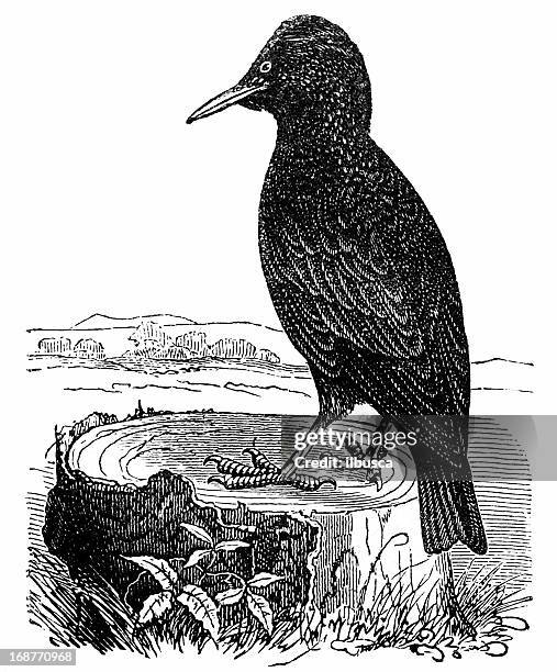common starling (sturnus vulgaris) - starling stock illustrations