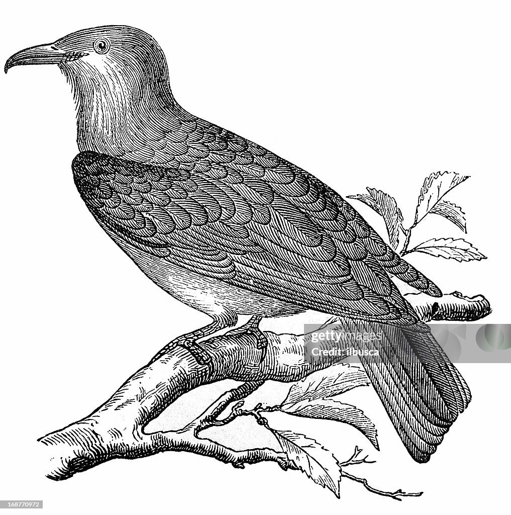 European Roller (Coracias Garrulus)
