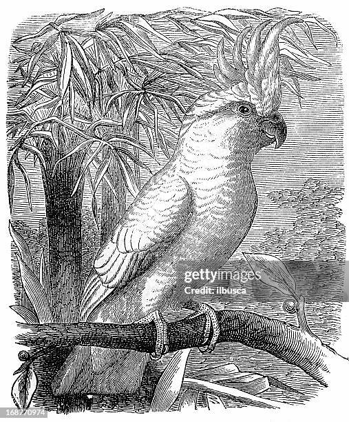 yellow-crested cockatoo (cacatua sulphurea) - sulphur crested cockatoo stock illustrations