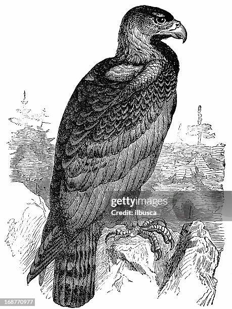 golden eagle (aquila chrysaetos - golden eagle stock-grafiken, -clipart, -cartoons und -symbole