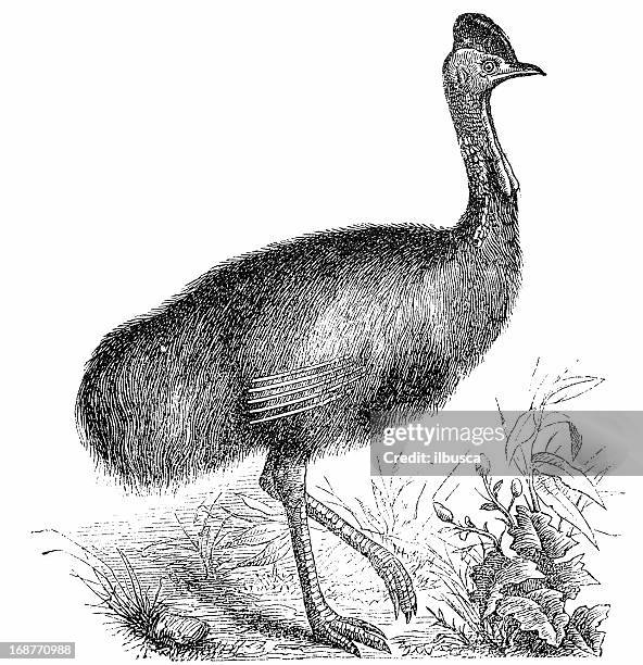 southern cassowary (casuarius casuarius) - cassowary stock illustrations