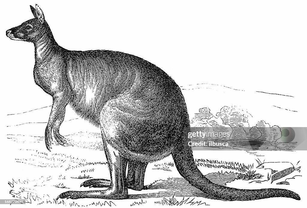 Eastern Grey Kangaroo (Macropus Giganteus)