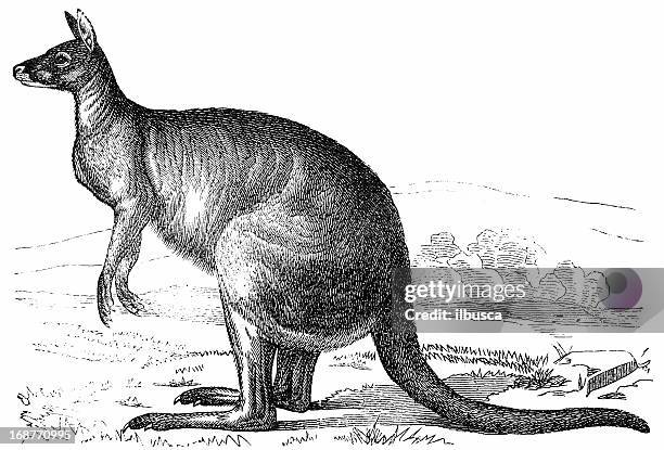 eastern grey kangaroo (macropus giganteus) - eastern gray kangaroo stock illustrations