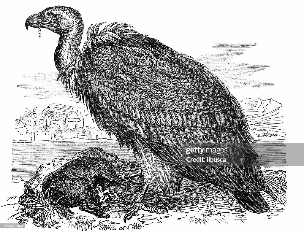 Griffon Vulture (Gyps Fulvus)