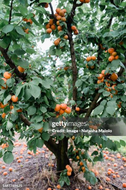apricot tree with ripe apricots - abricoteiro - fotografias e filmes do acervo