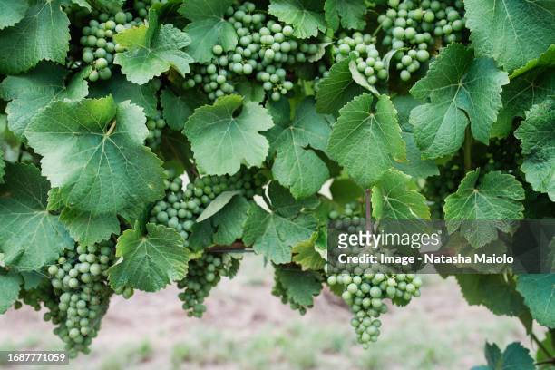grapes growing in a vineyard - vineyard new south wales stock pictures, royalty-free photos & images