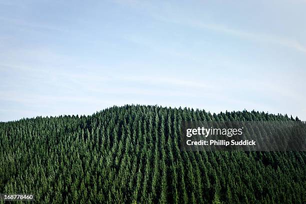 trees planted in rows new zealand forestry - logging stock pictures, royalty-free photos & images