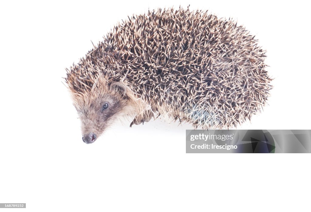 Hedgehog