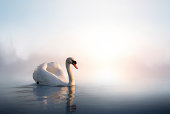 Art Swan on the water at sunrise