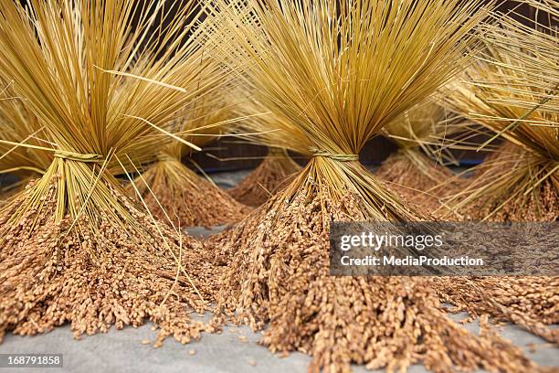 Stalks From Rice Rice Stalk Photos and Premium High Res Pictures - Getty Images