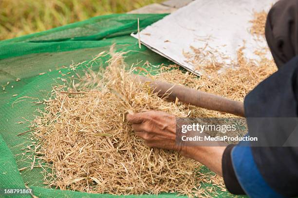 removing the husk of rice - food processing plant clean stock pictures, royalty-free photos & images