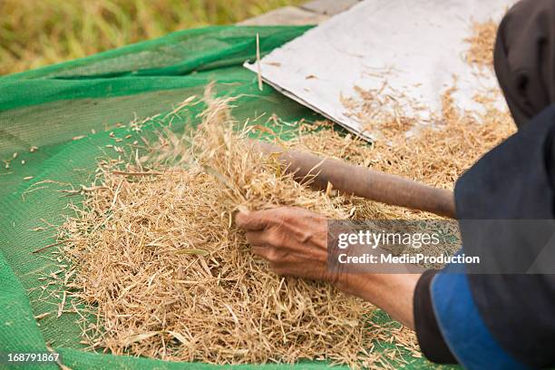 removing the husk of rice - rice production stock pictures, royalty-free photos & images