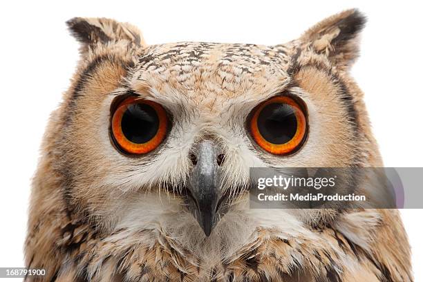 afrikanischer eagle owl - eule stock-fotos und bilder
