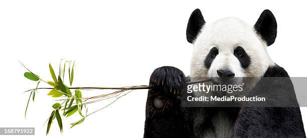 pandas essen bambus - zoo stock-fotos und bilder
