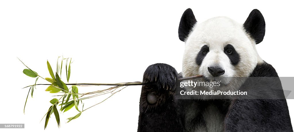 Panda eating bamboo