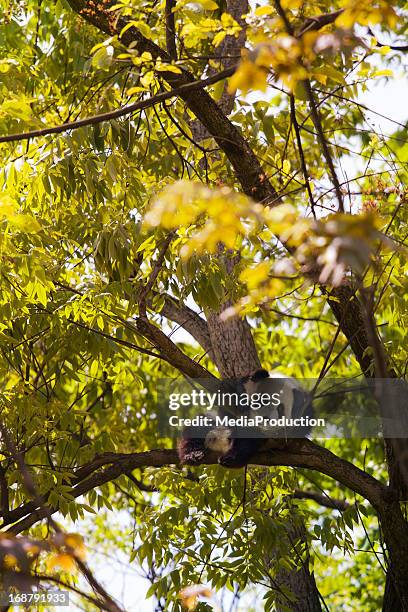 bebê panda descansar numa árvore - província de sichuan imagens e fotografias de stock
