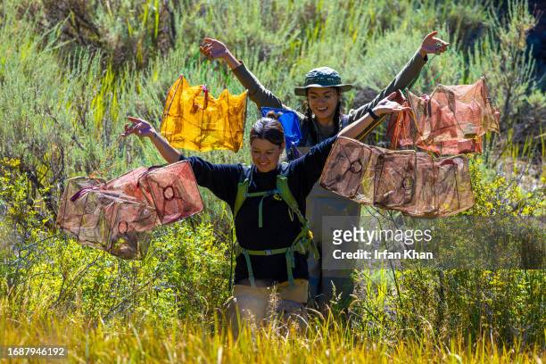 Julie Donnell, front, wildlife Biologist US Forest Service and Karen Castaneda, an intern, armed with nets on their way to capture a federally...