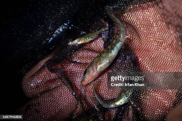 Federally endangered unarmored three-spine stickleback fish from a small alpine pond in a remote corner of San Bernardino mountain. Fish from one of...
